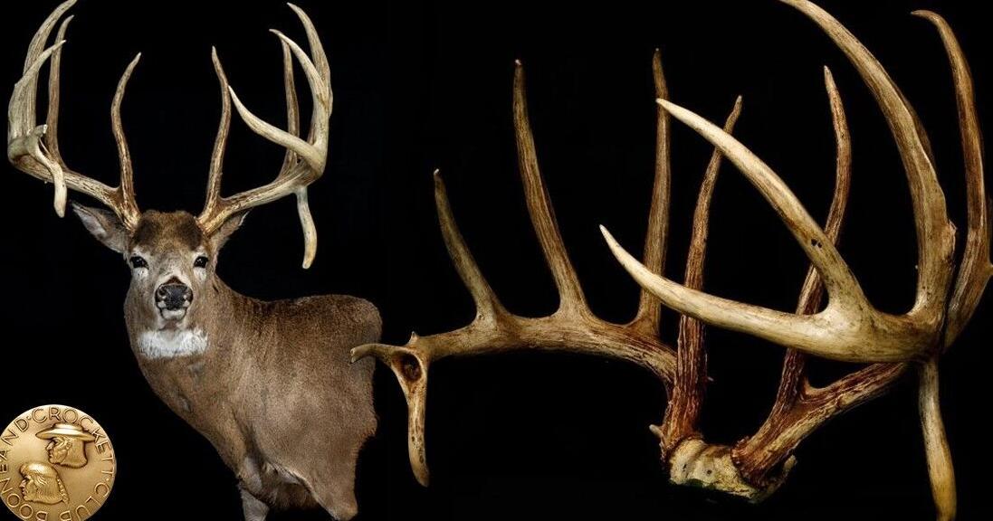 Illinois whitetail buck largest ever taken in U.S., Boone and Crockett announces