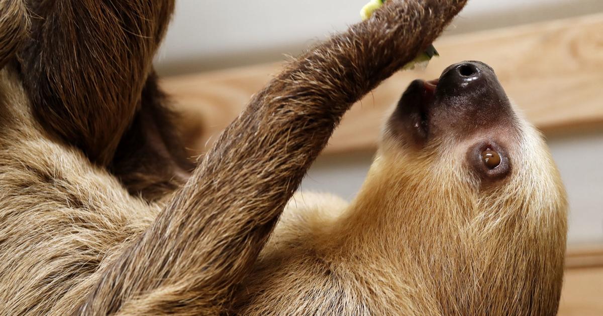 Sloth Check In Winston the sloth checks in to ZooMontana