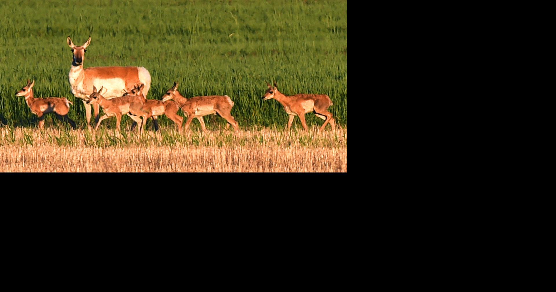 Late rains pull much of Montana from severe drought