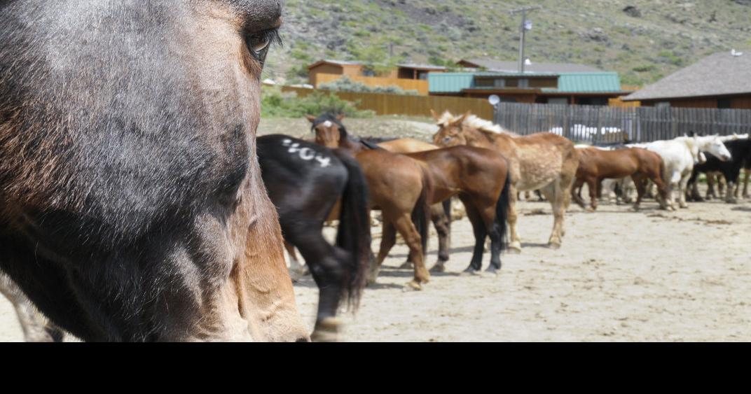 Horses run through Gardiner in annual horse drive