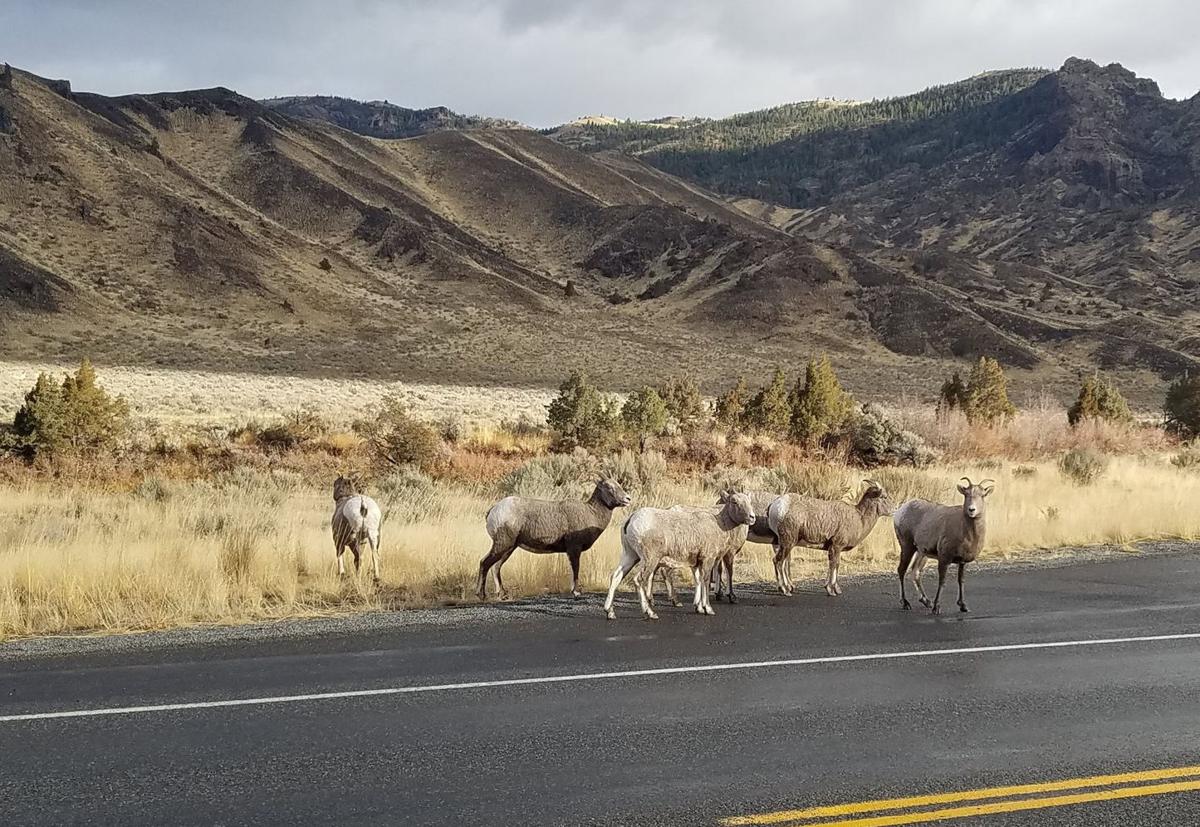 Bighorn sheep