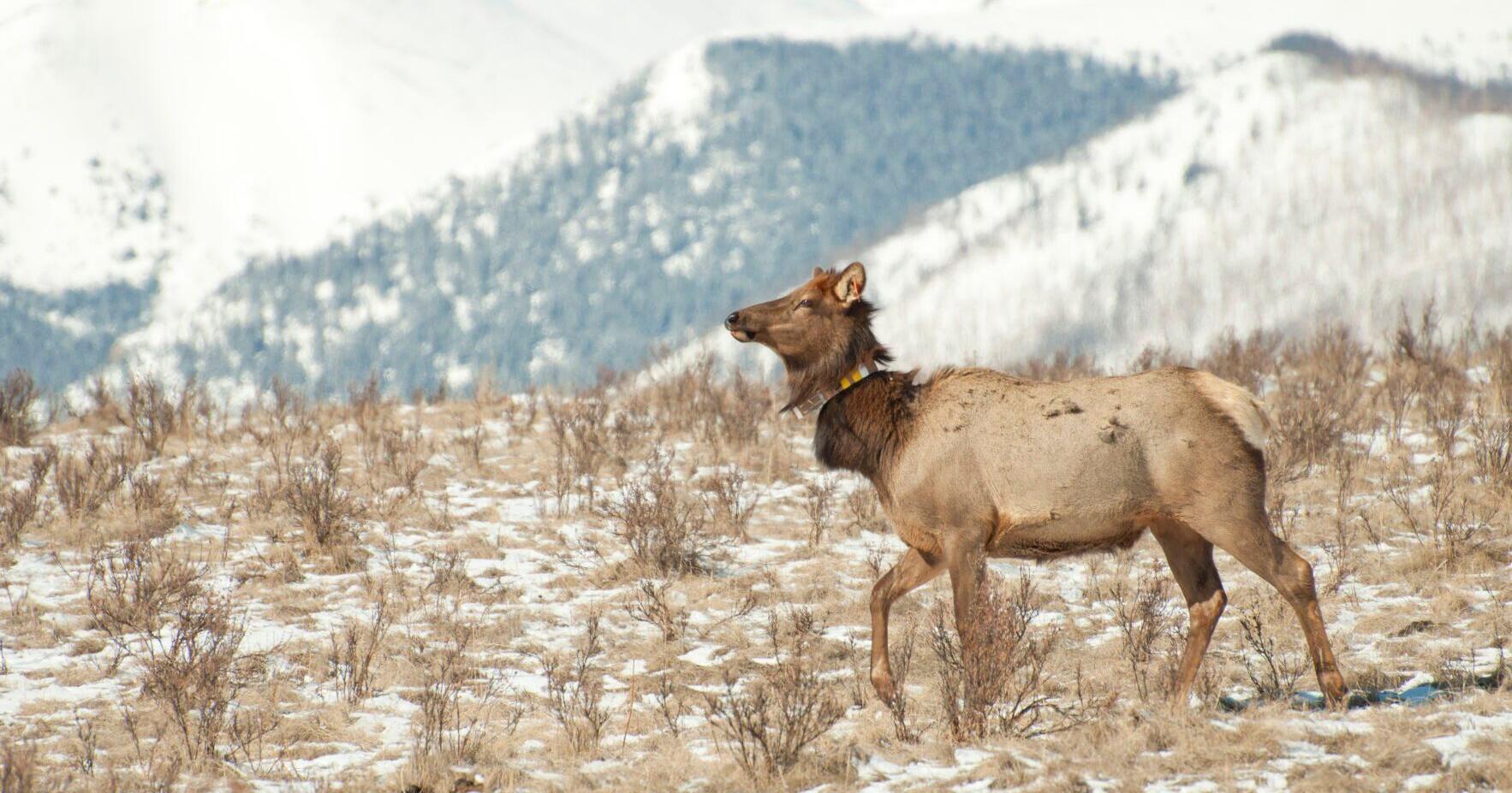 Mammals traveled farther during pandemic lockdown - Vimarsana News