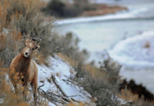 30th Annual Bighorn Sheep Lottery Tag Drawn - Idaho Wild Sheep Foundation