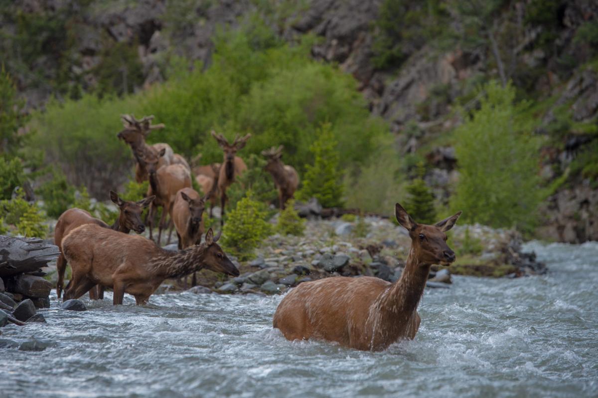 New Film Documents Epic Yellowstone Elk Migration Outdoors
