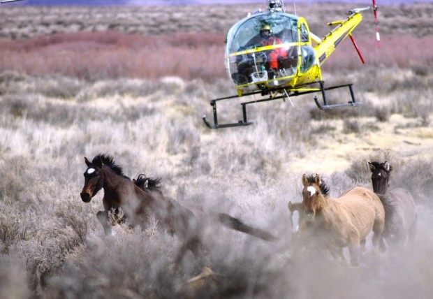 BLM taking comments about helicopter roundups Wyoming
