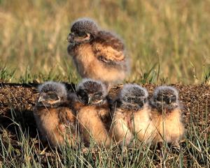 Photo: Burrowing owlets emerge