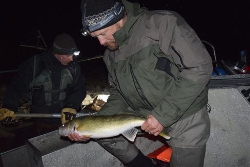 Wildlife officials tagging walleye in Buffalo Bill