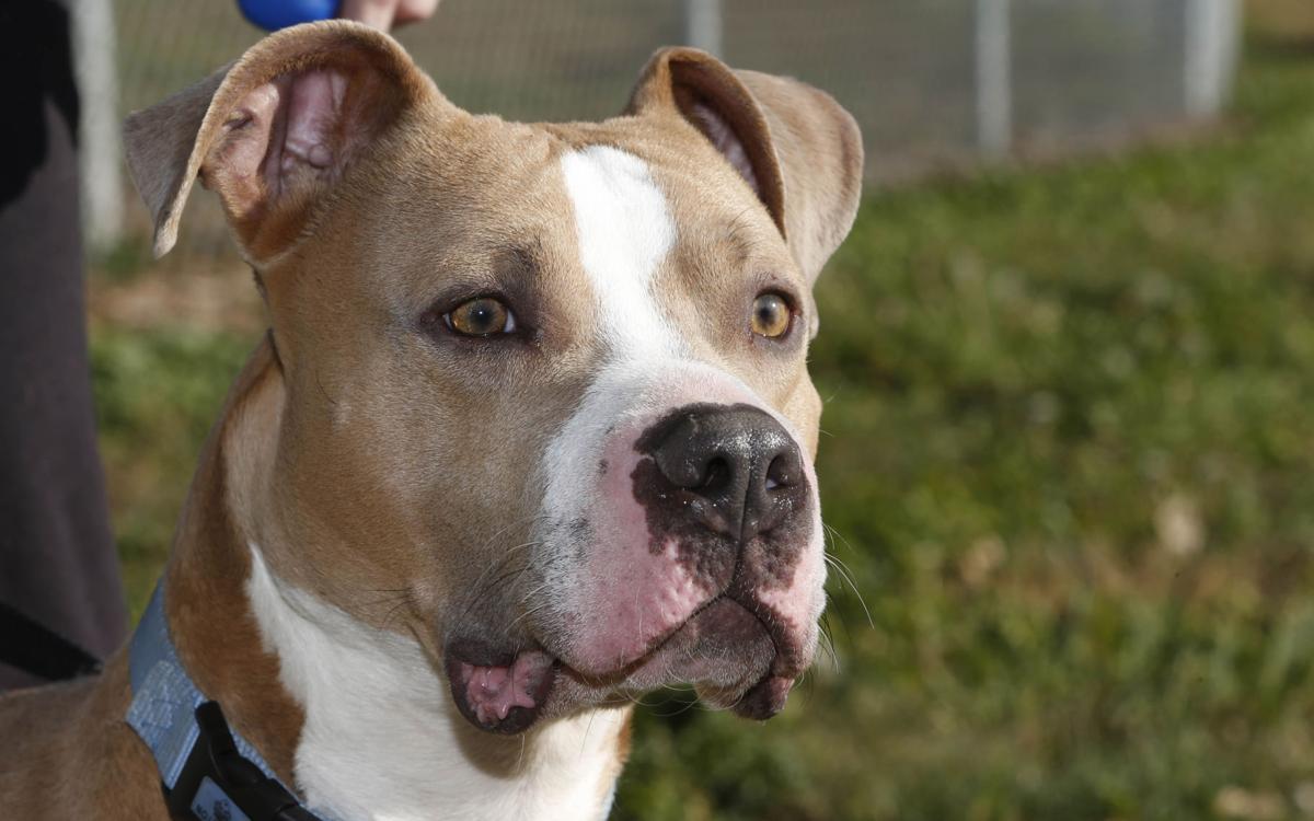 Dog for adoption - Felecia, a Pit Bull Terrier Mix in Louisville