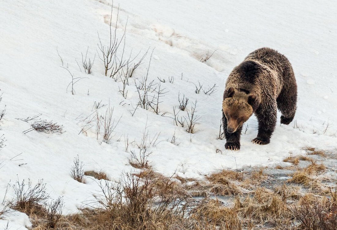 New bear and wildlife warning sign installed at all Yellowstone