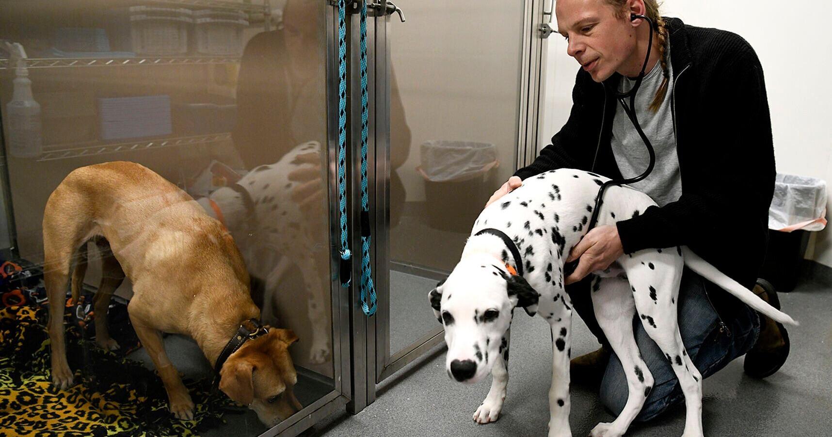 Montanans see veterinarian shortage - Vimarsana News