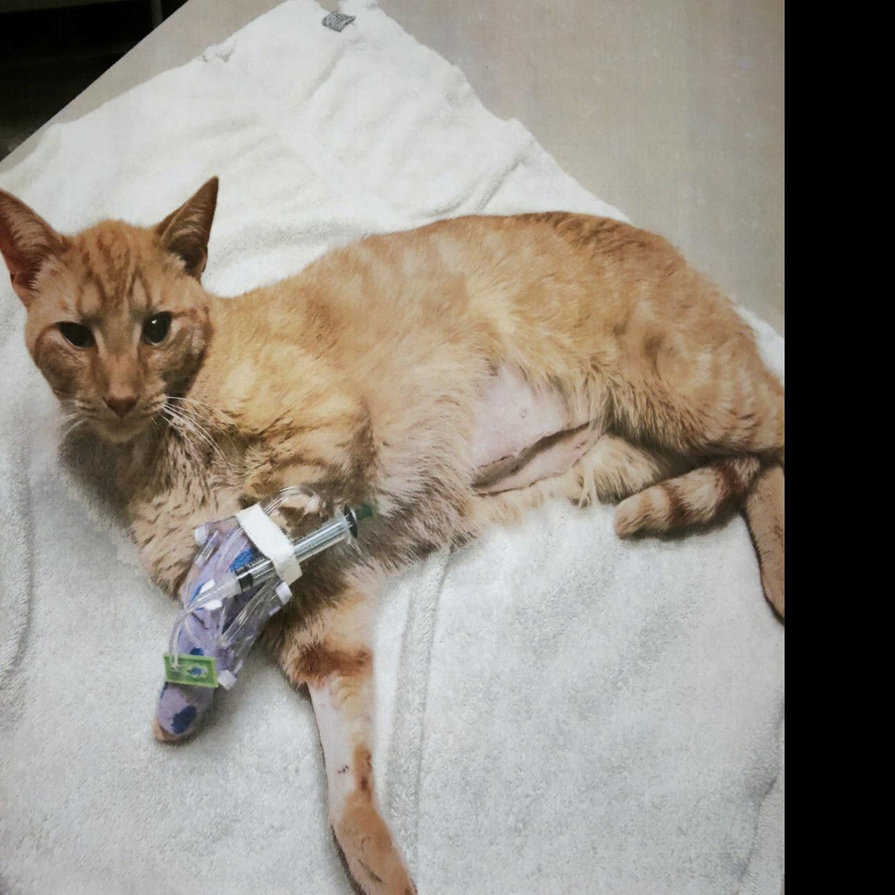 Cat Astrophe Billings Neighborhood Has Cats Getting Shot Going