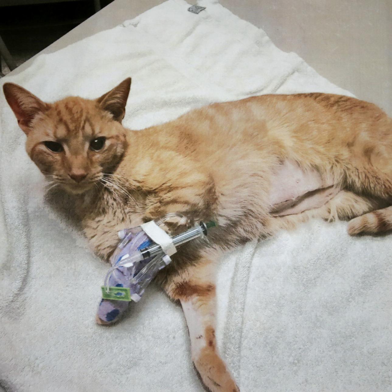 Cat Astrophe Billings Neighborhood Has Cats Getting Shot Going Missing Local News Billingsgazette Com