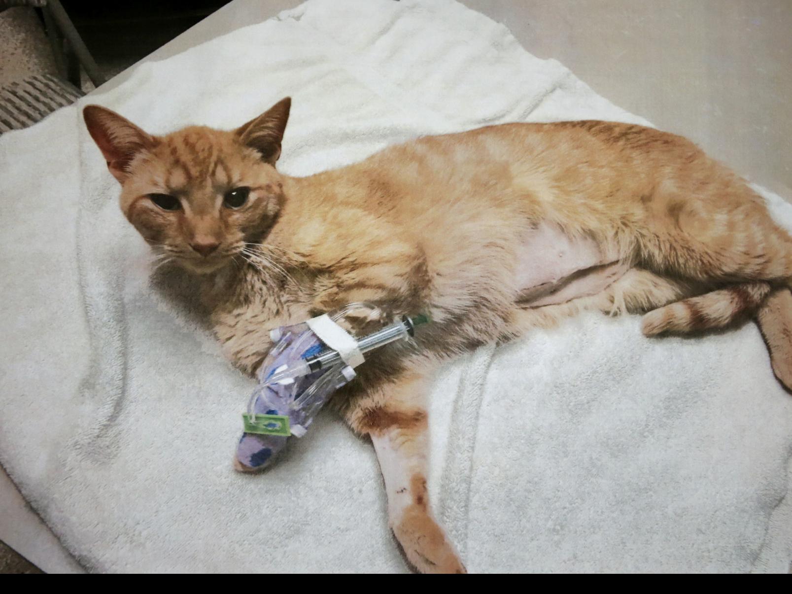 Cat Astrophe Billings Neighborhood Has Cats Getting Shot Going