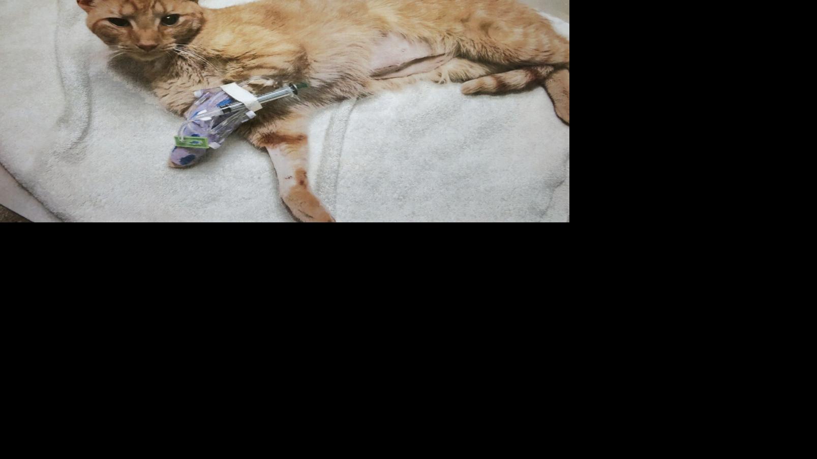 Cat Astrophe Billings Neighborhood Has Cats Getting Shot Going Missing Local News Billingsgazette Com