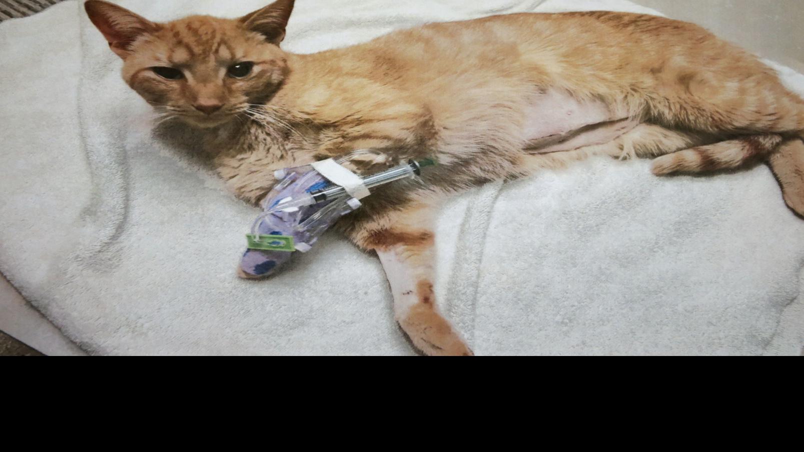 Cat Astrophe Billings Neighborhood Has Cats Getting Shot Going