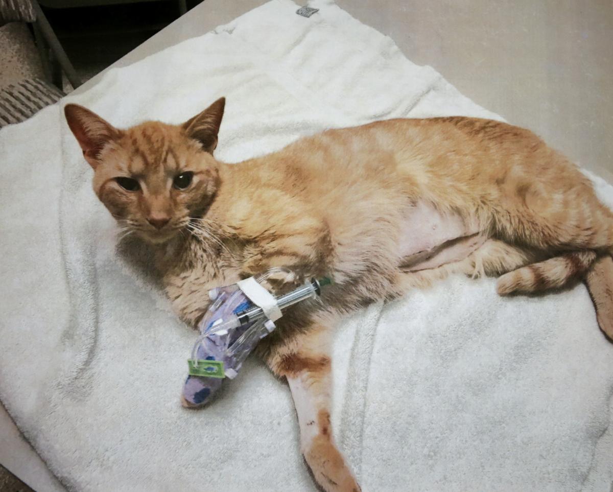 Cat Astrophe Billings Neighborhood Has Cats Getting Shot Going Missing Local News Billingsgazette Com