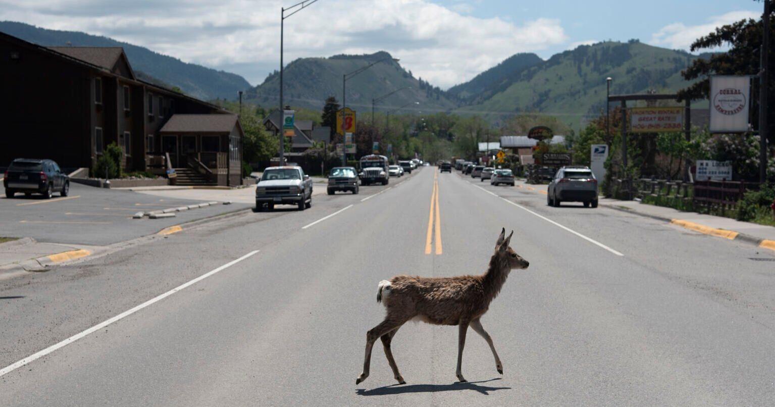 Gardiner survives Yellowstone flooding, looks to what's next - Vimarsana News