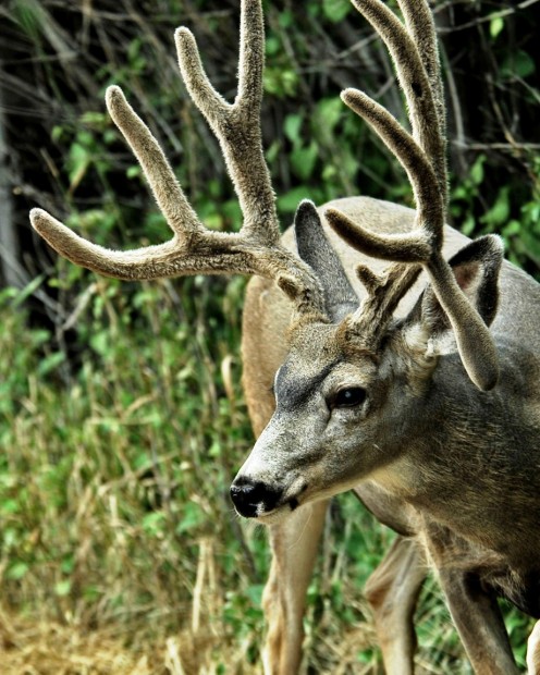 Helena drop-tine buck