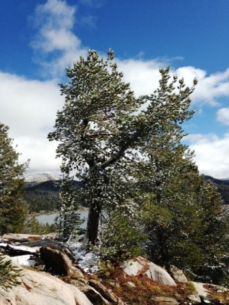 Whitebark Pine Tree’s Decline Documented By Researchers | Outdoors ...