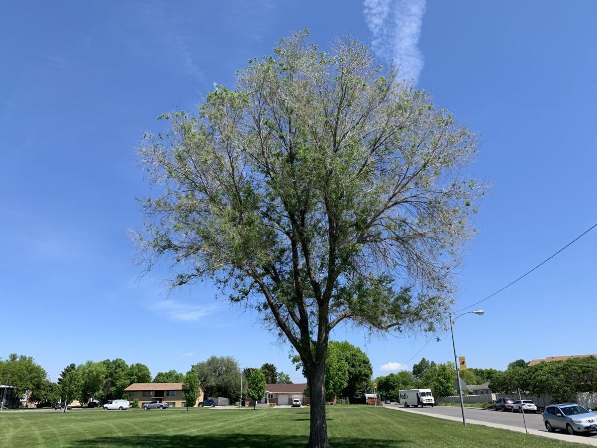 Invasive Siberian Elm Trees Around Billings Struggle To Bounce Back From Bad Winter Local News Billingsgazette Com