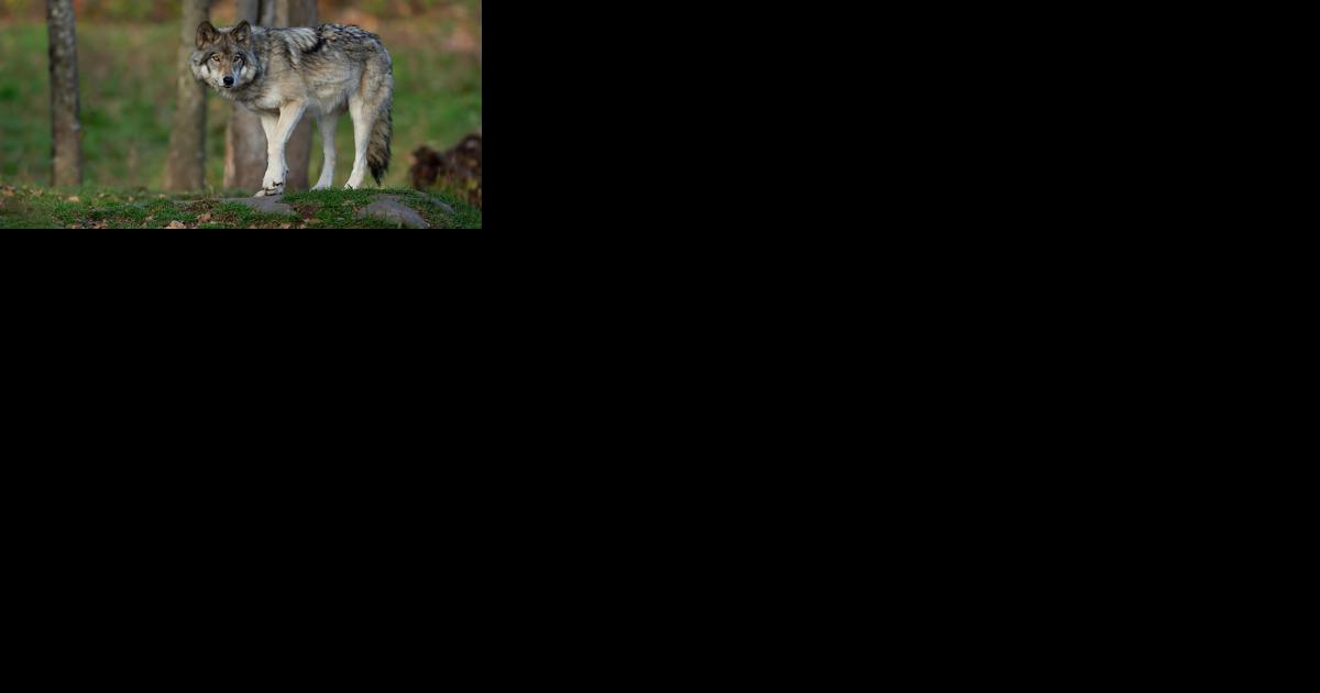 Shooters lured Colorado wolves to their deaths in Wyoming - Vimarsana News