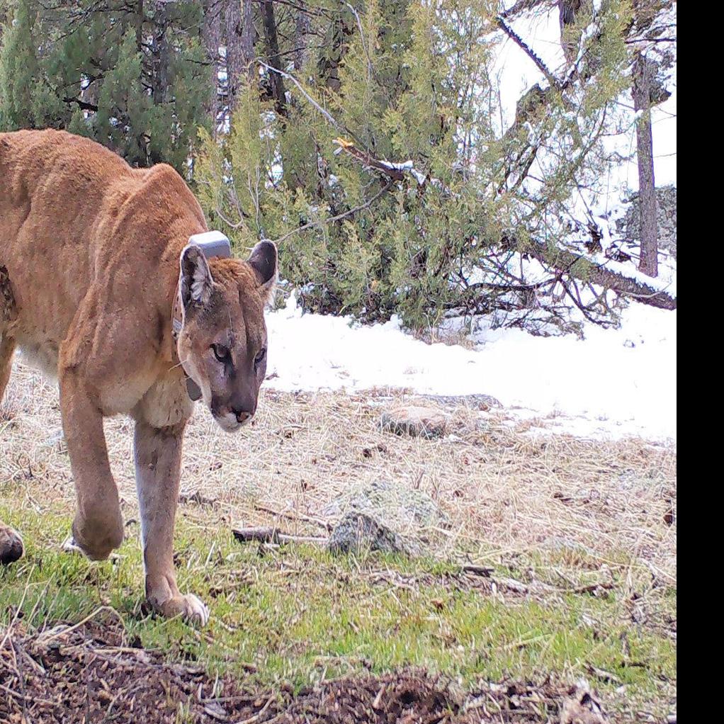 Elk Can Be Just As Good At Avoiding Cougars And Wolves As They Are At Hiding From Hunters Study Shows State Regional Billingsgazette Com