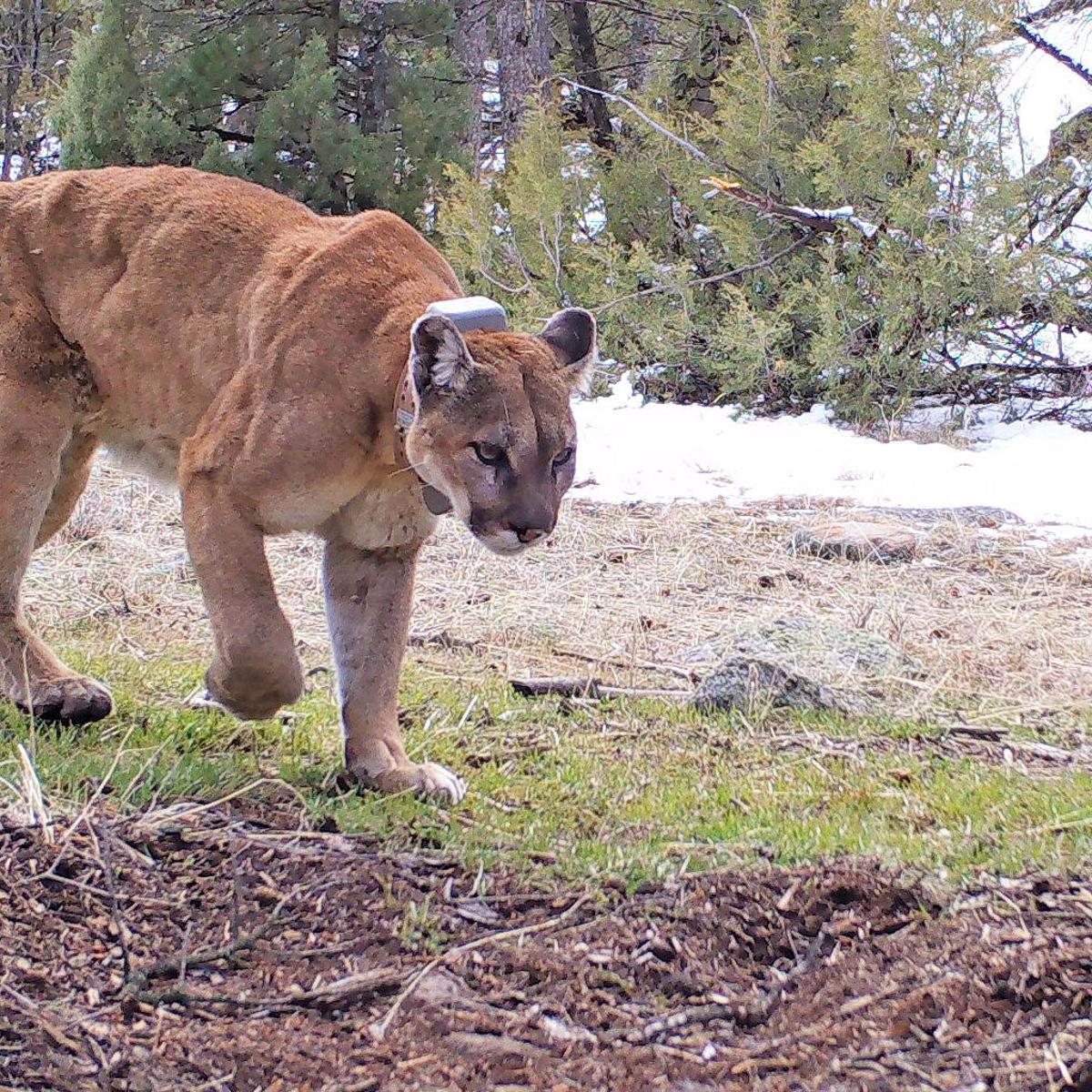 Elk Can Be Just As Good At Avoiding Cougars And Wolves As They Are At Hiding From Hunters Study Shows State Regional Billingsgazette Com