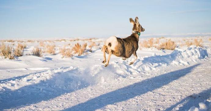 Wyoming mule deer study investigates winter mortality - Vimarsana News