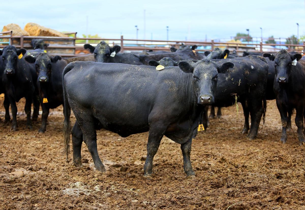 U.S. beef