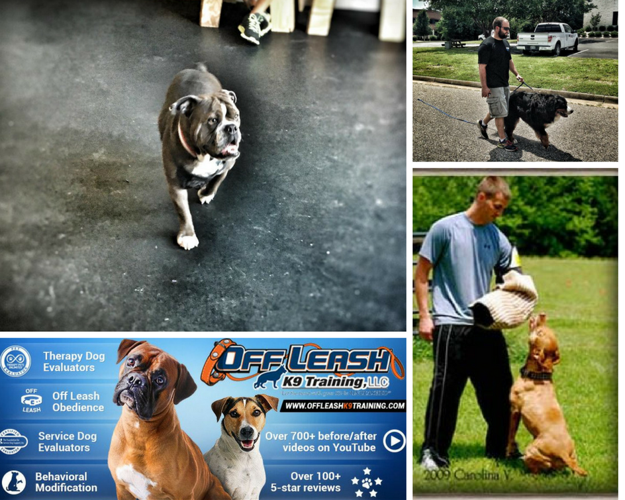 Off leash obedience training sale