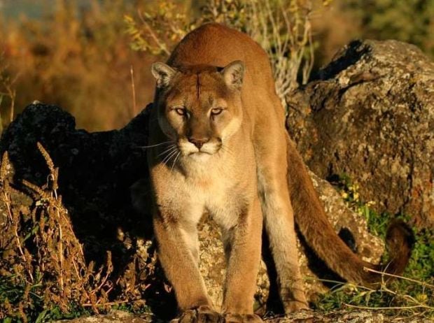 Mountain lion meeting Thursday night