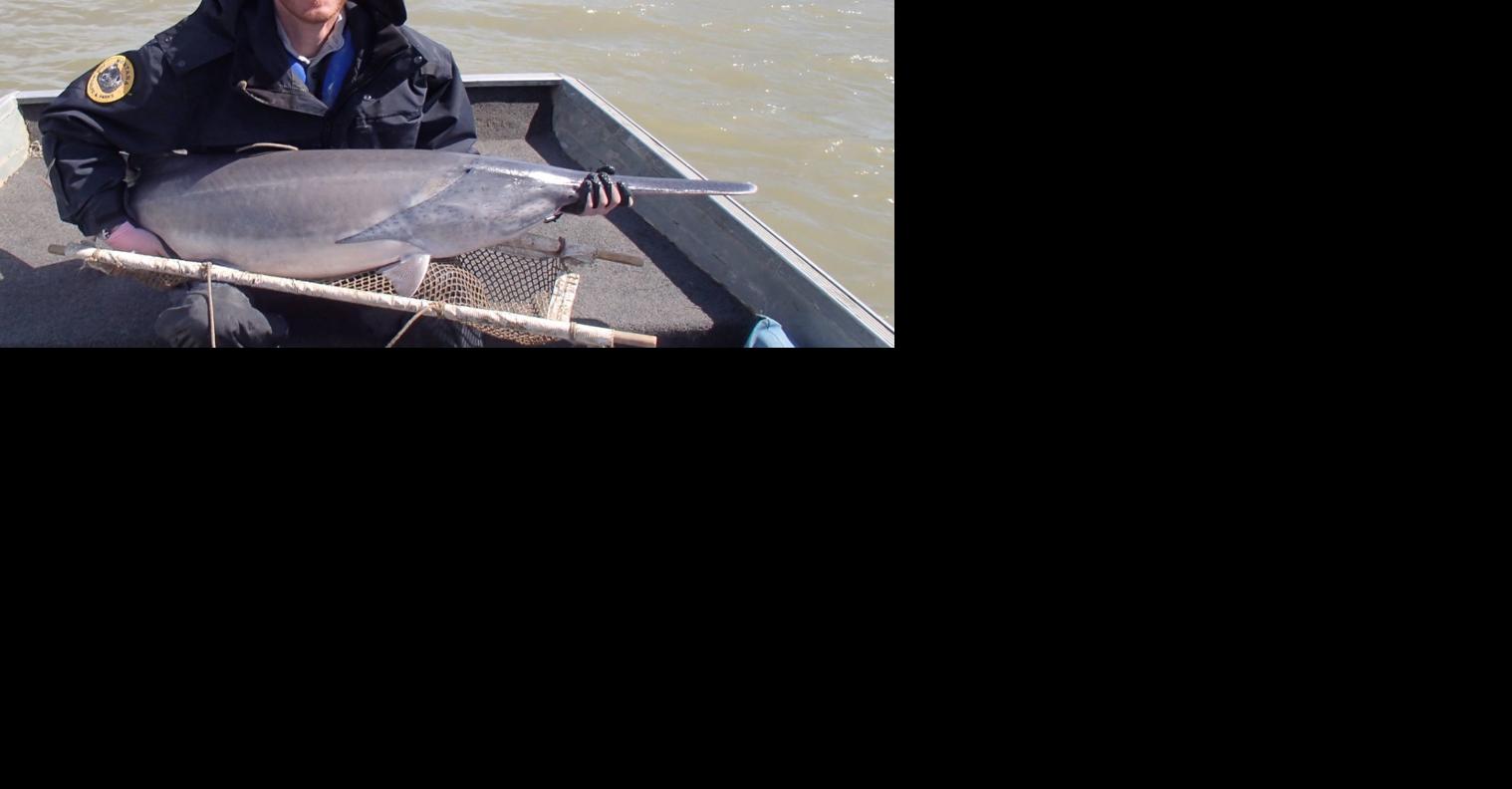 Paddlefish jaws help FWP keep tabs on elusive fish