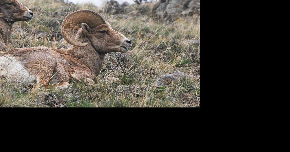 Bighorn hunting in Beartooth, Absaroka might see changes