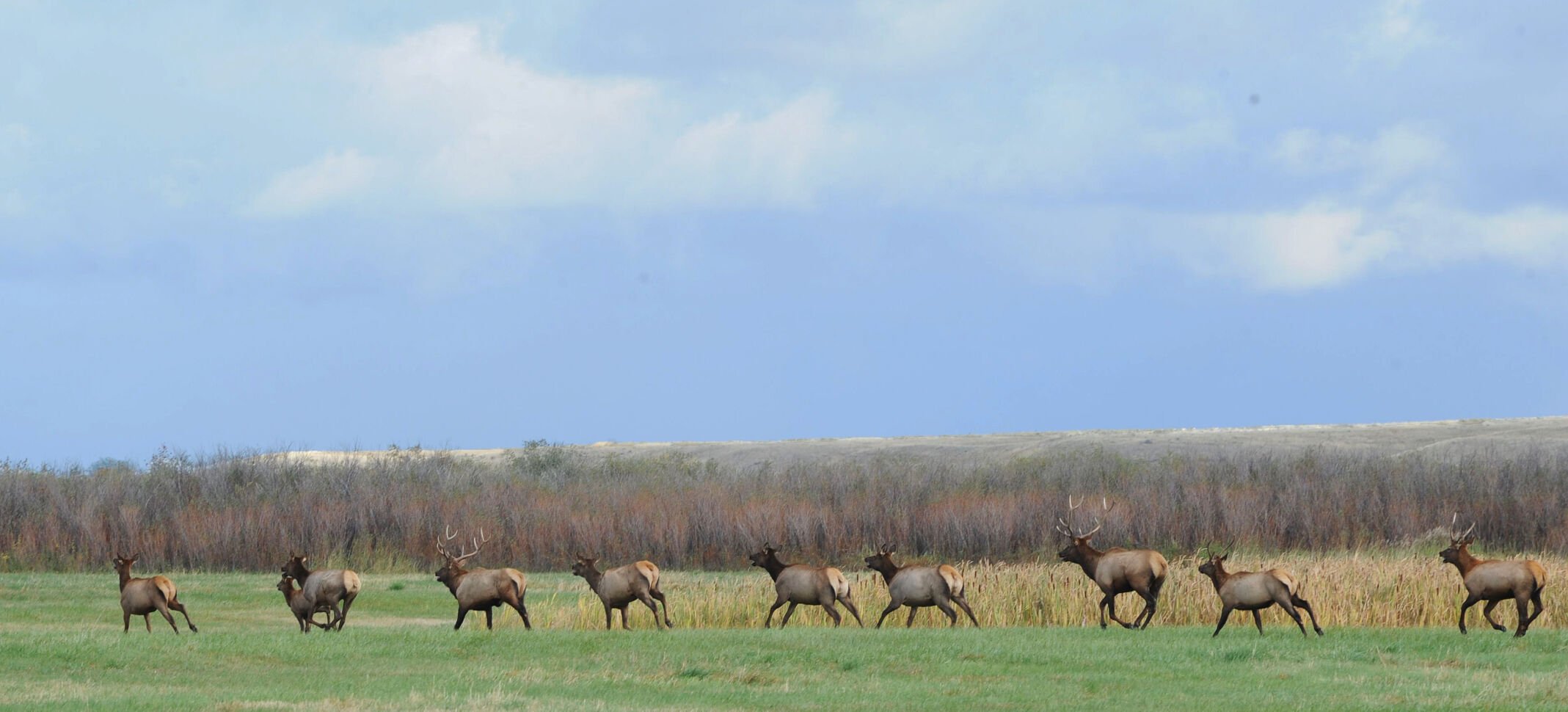 United Property Owners Of Montana Appeals Elk Lawsuit