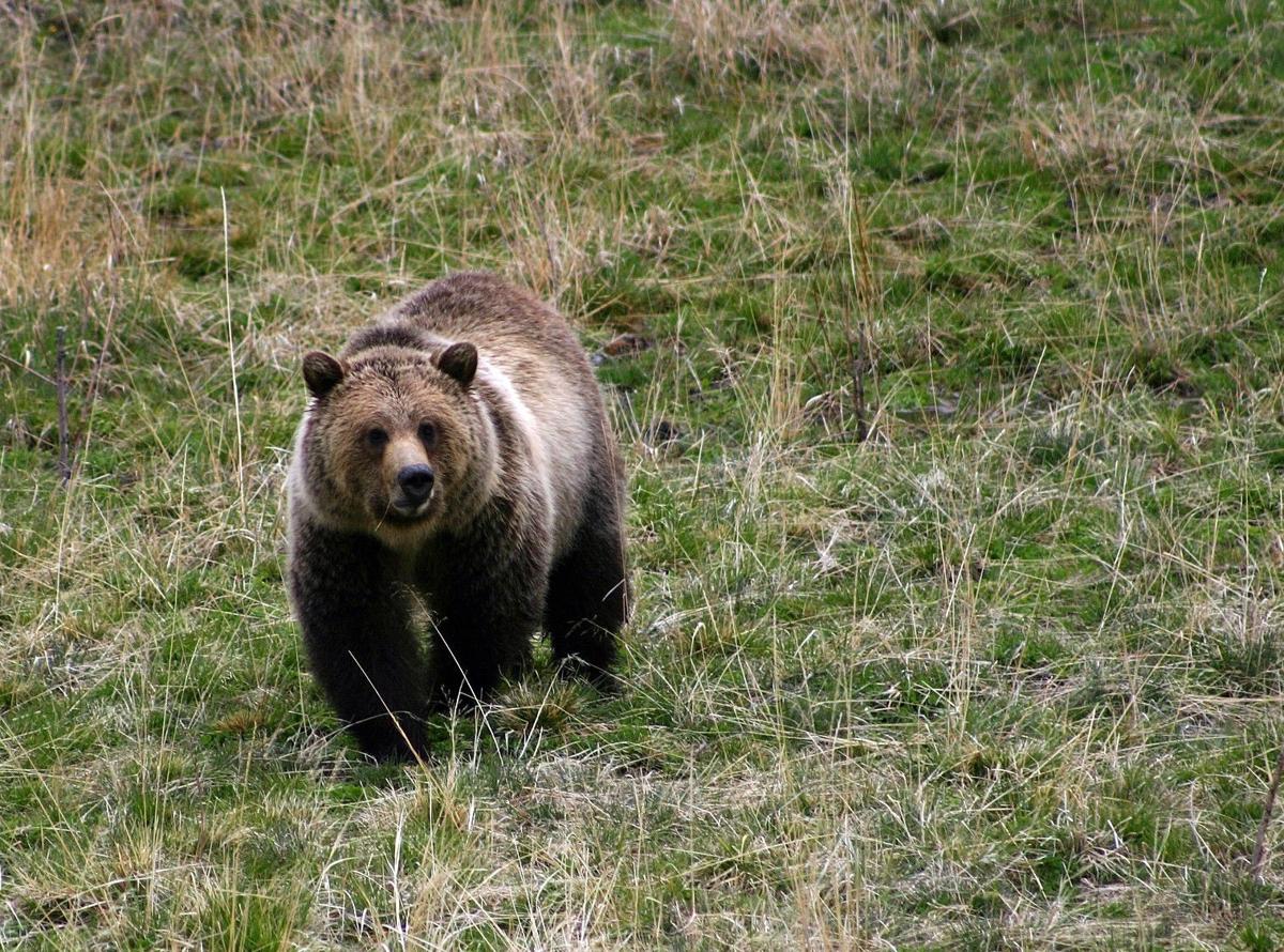 Grizzly bear coordinator to talk in Cody on July 19 | Outdoors ...