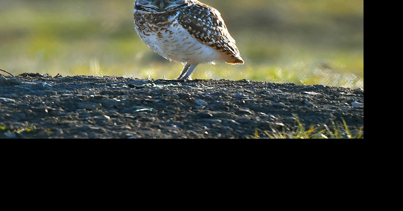 Burrowing owl researcher to speak on July 16 in Billings