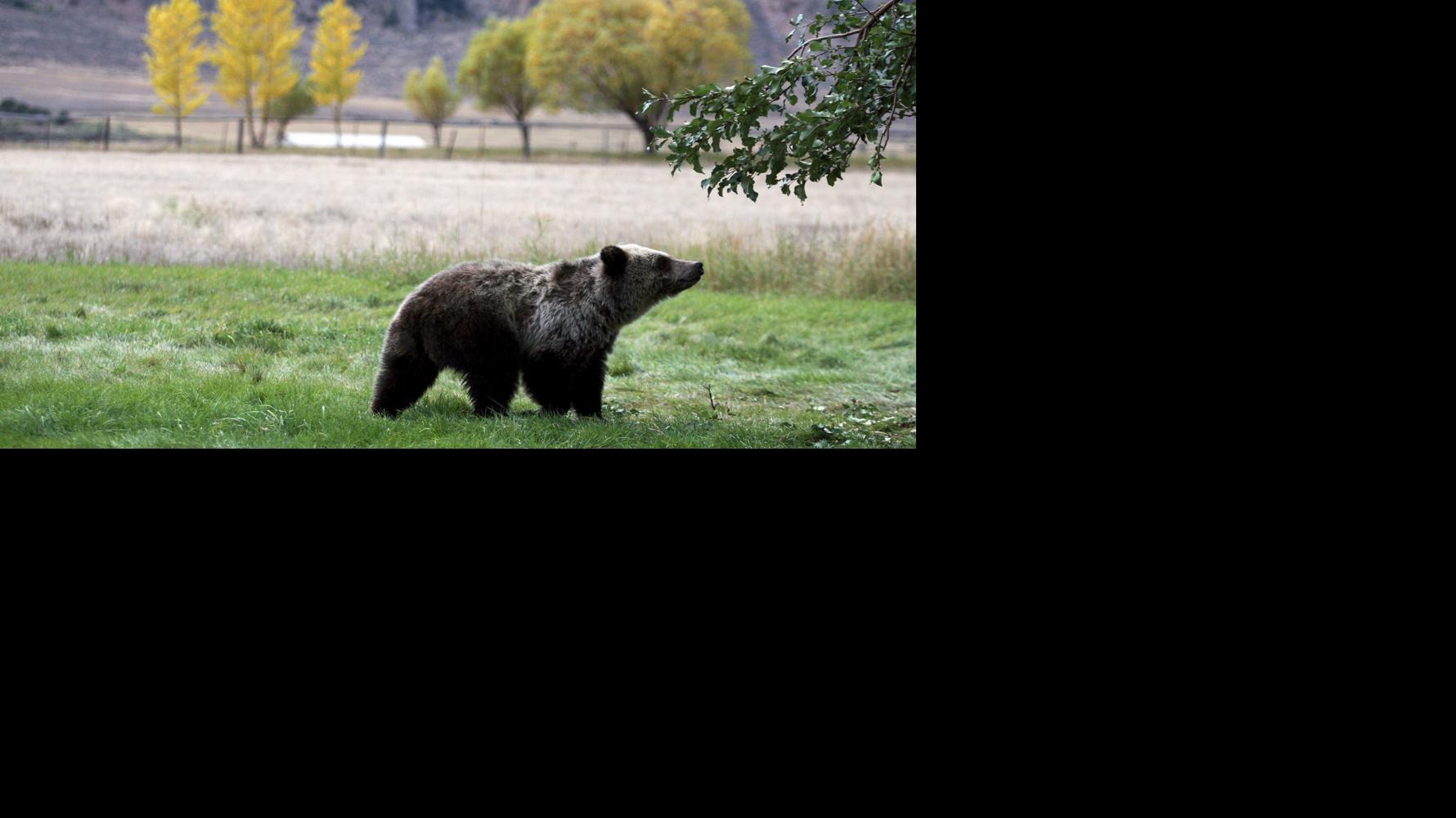 Grizzly mauls woman in Paradise Valley