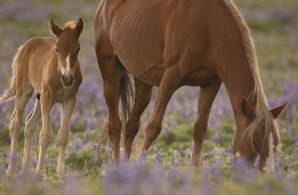 Pryor Mountain wild horses