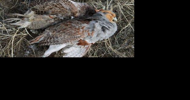Montana outfitters rap proposed change to upland hunting - Vimarsana News