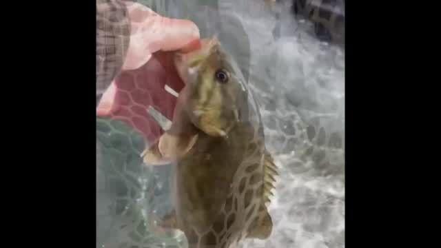 Invasive threat: Smallmouth bass caught near Yellowstone border