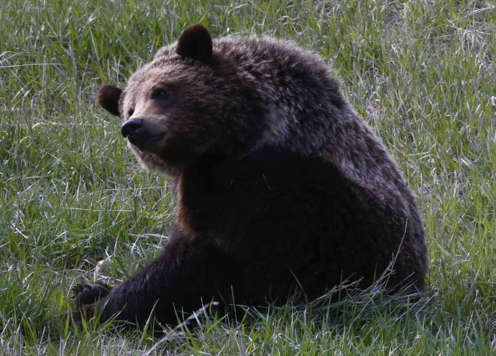 Wyoming Grizzly Relocated After Killing Livestock