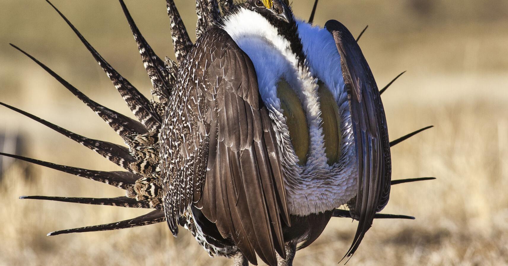Montana, Wyoming meetings on sage grouse plan set - Vimarsana News