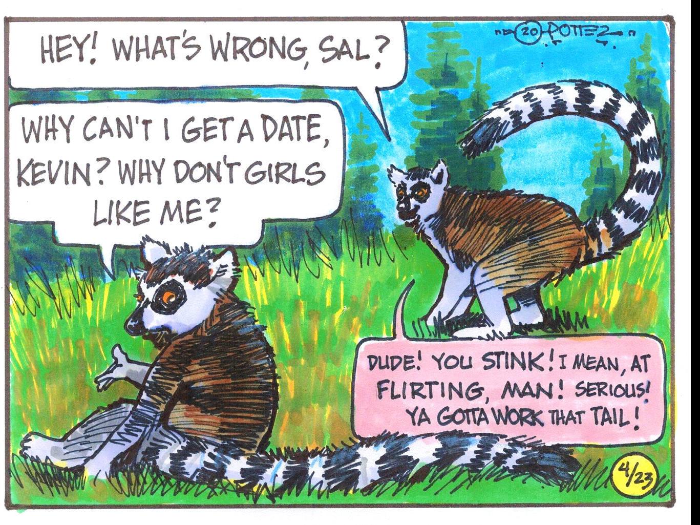 Lemur Males Wave Their Long Tails To Stink Flirt Just For Kids Billingsgazette Com