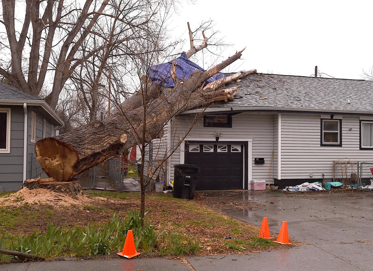 Tree on house