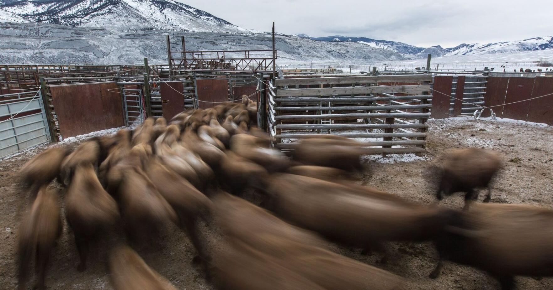 Yellowstone captures 29 bison as first groups migrate outside park