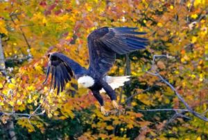 US states sue over changes to wildlife protections