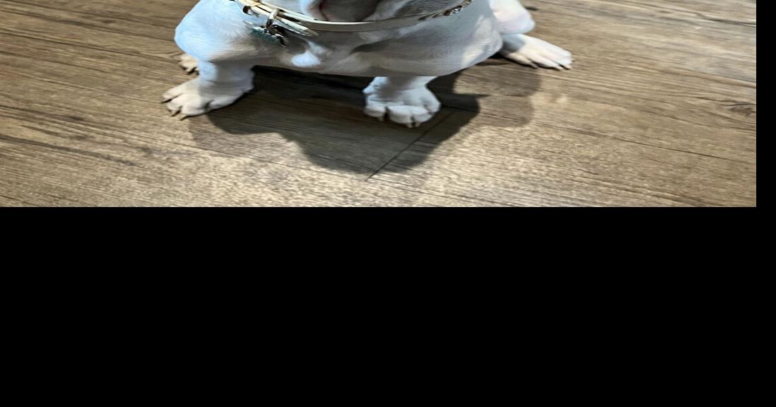 Dog up for adoption again after woman took it to be put down