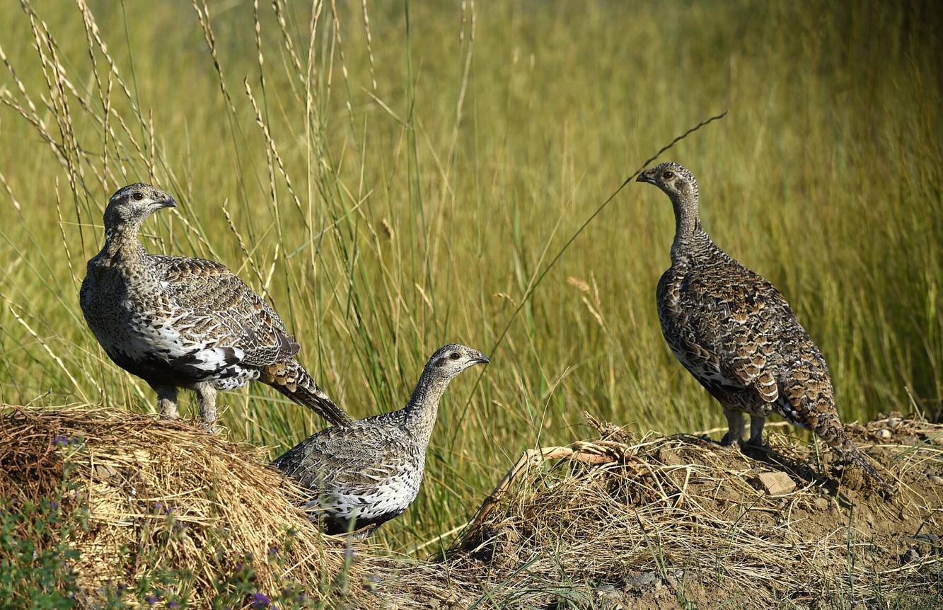 Montana upland bird forecast rosier thanks to wet weather