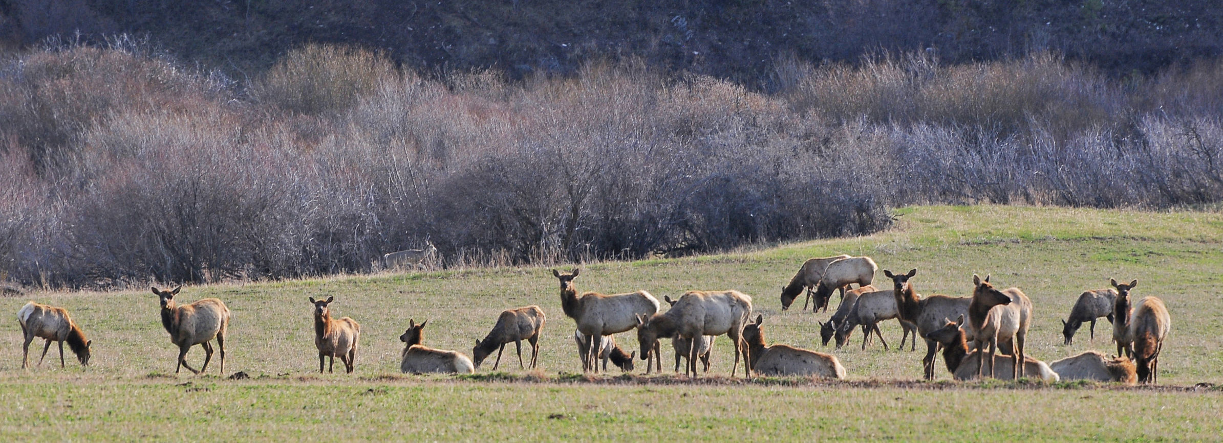 Extended Elk Hunt Regulation Proposals Draw Spirited Debate