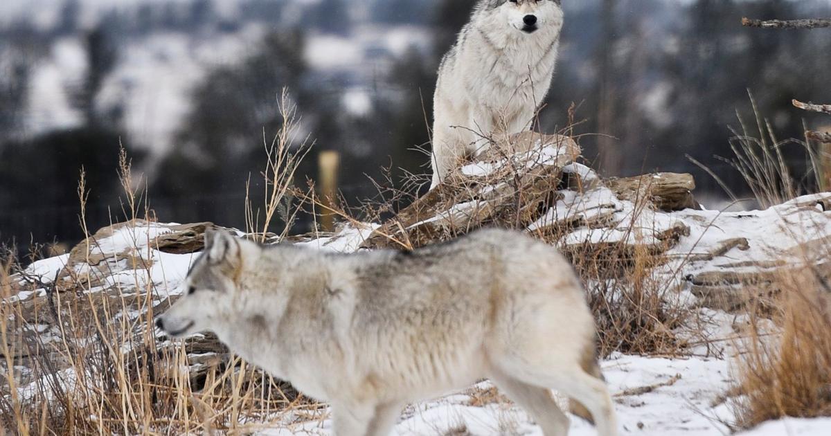 Pa Wolves Descendants of historic Pennsylvania wolves live in Montana
